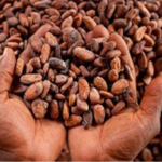 Minority Calls for Cocoa Price Hike: Proposes GHS 7,400 Per Bag