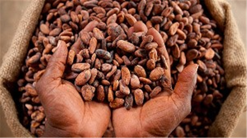 Minority Calls for Cocoa Price Hike: Proposes GHS 7,400 Per Bag