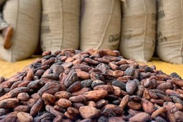cocoa