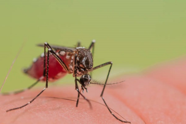 chikungunya