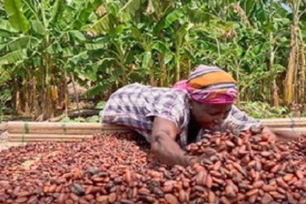cocoa