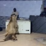 man-releases-lion-on-workers-prank
