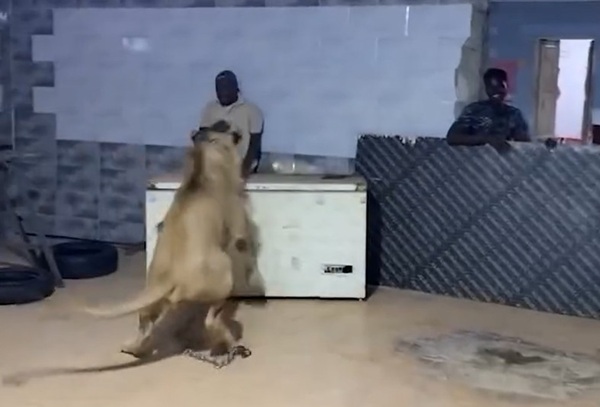 man-releases-lion-on-workers-prank
