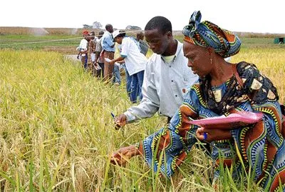 How Agriculture Boosts Ghana’s Economy