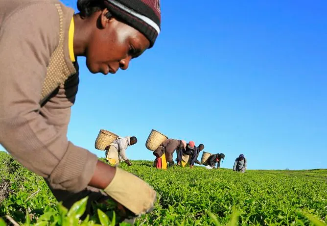 How Agriculture Boosts Ghana’s Economy