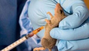 Nigeria Declares Lassa Fever Outbreak as Benue Records 56 Suspected
