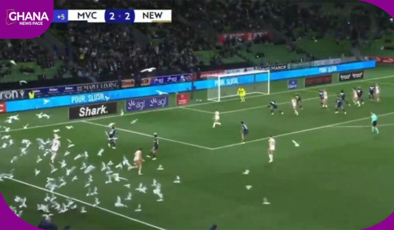 seagulls takes over the pitch