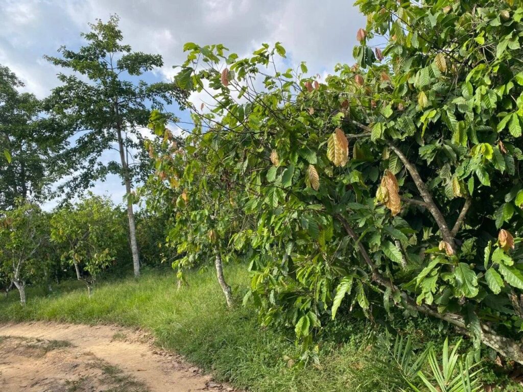 COCOBOD Secures High Court Injunction to Protect Dunkwa Offin Cocoa Farms