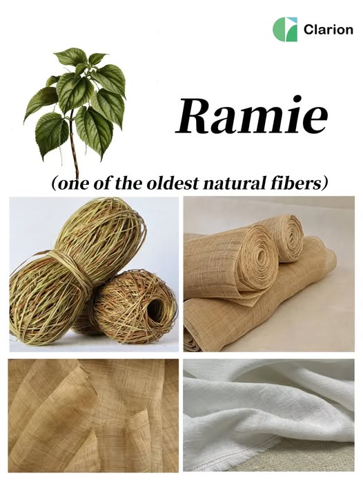 Ramie The Next Cocoa: Why Ghana Must Shift From Farming to Industrial Control