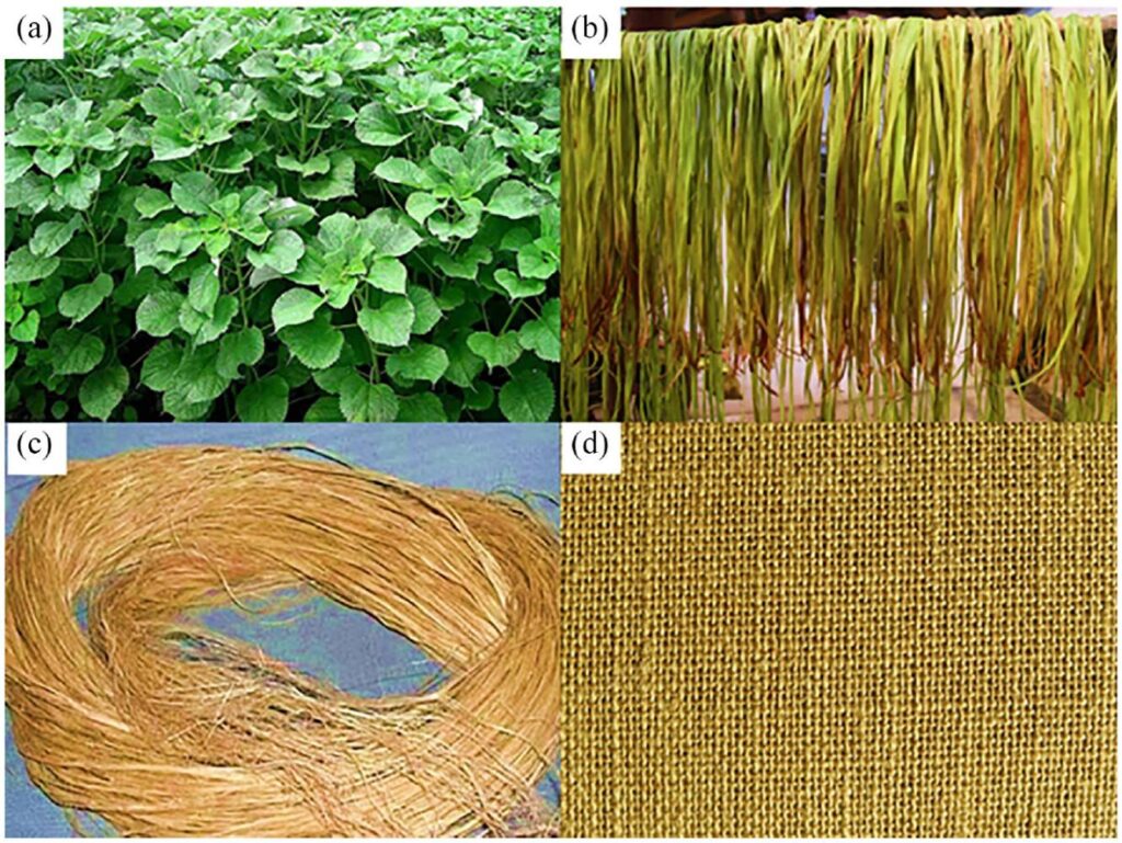 Ramie The Next Cocoa: Why Ghana Must Shift From Farming to Industrial Control