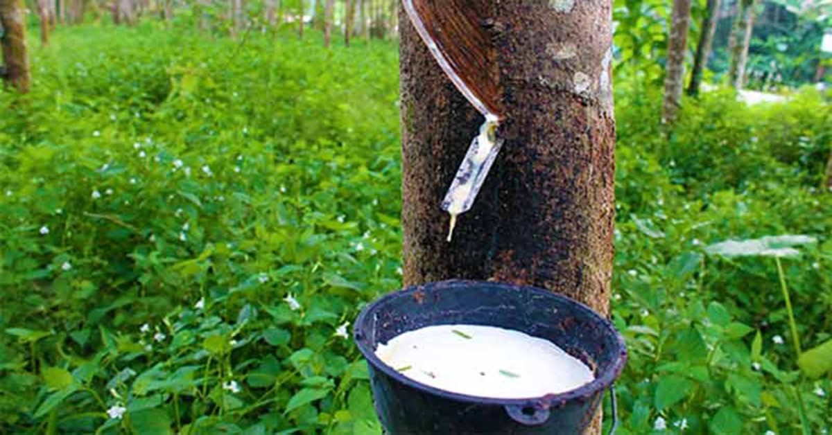Ghana Courts Chinese Investor to Boost Local Rubber Processing and Reduce Raw Exports