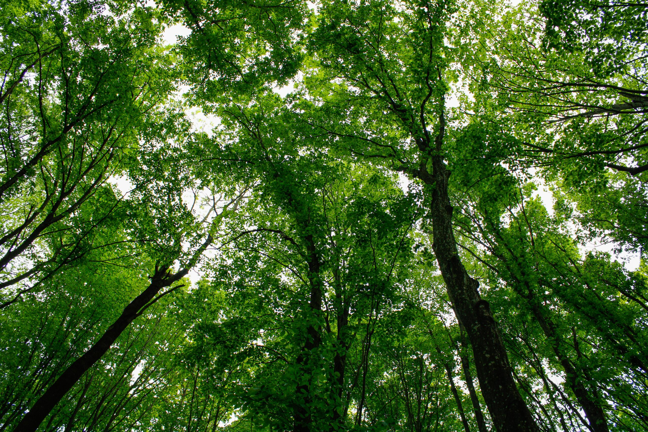 Forest Restoration