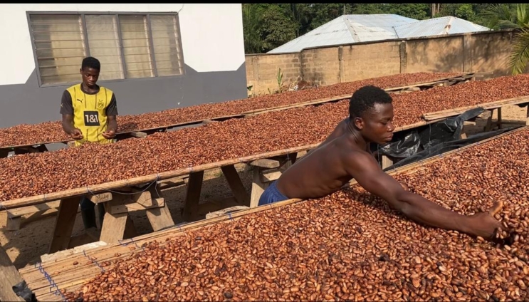 Cocoa Farmers Get GH¢2.6m Outstanding Cash Paid By COCOBOD