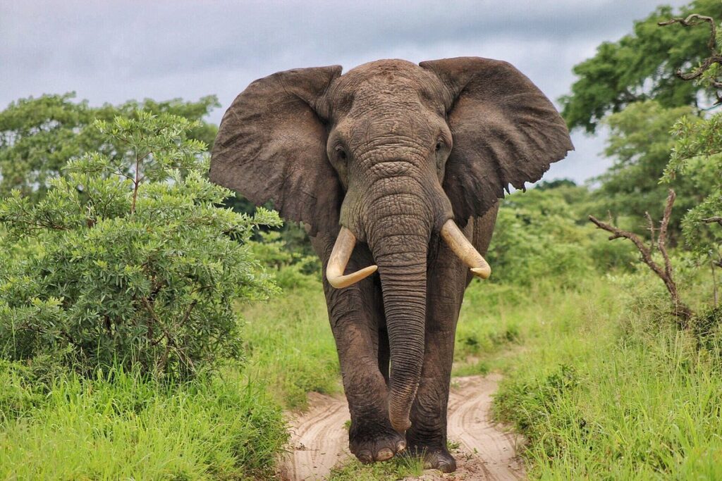 Elephant