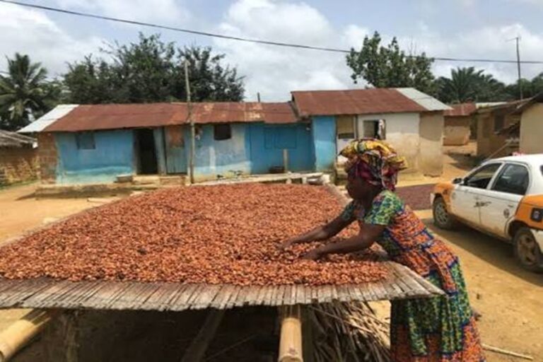 Oti Cocoa