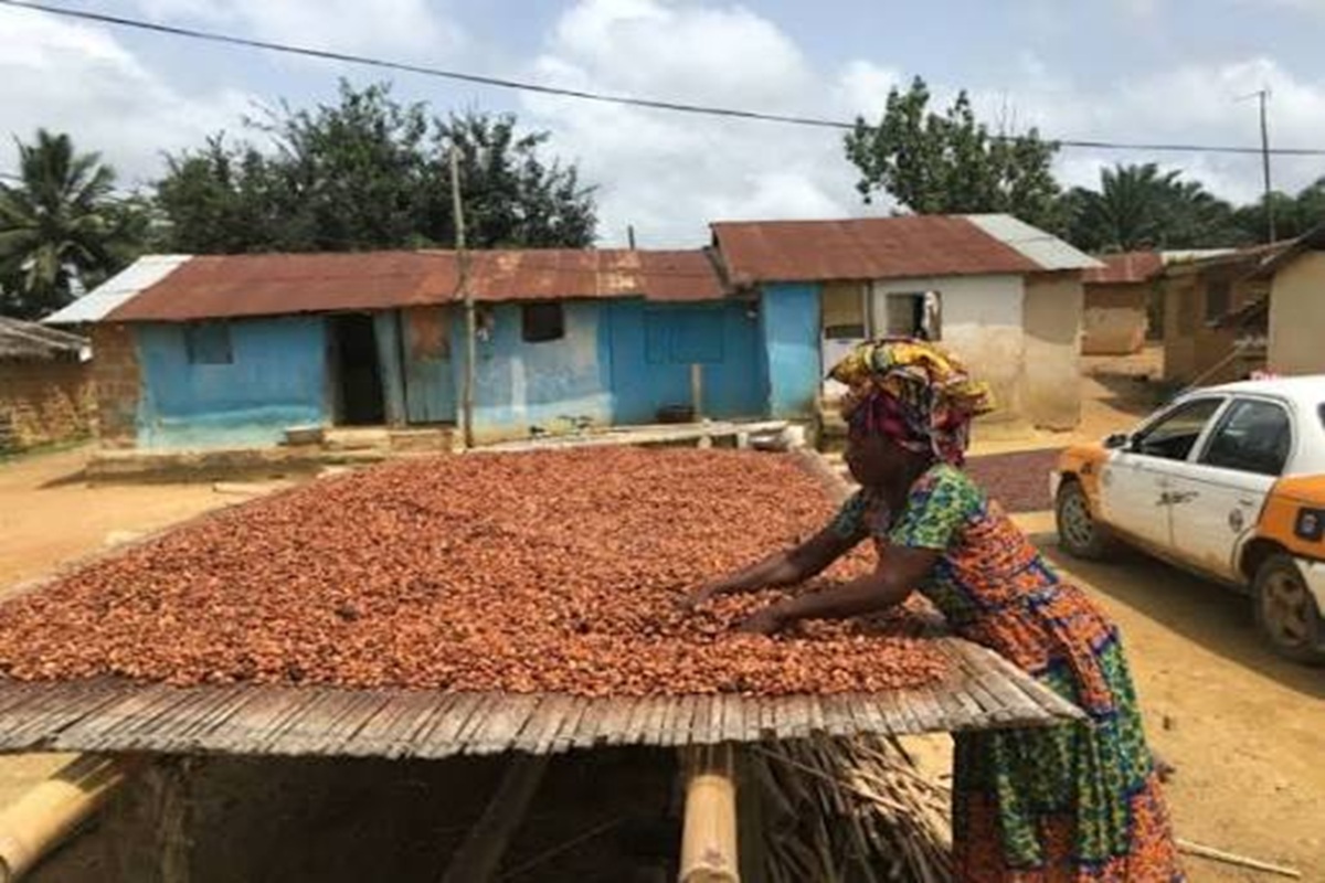 Oti Cocoa