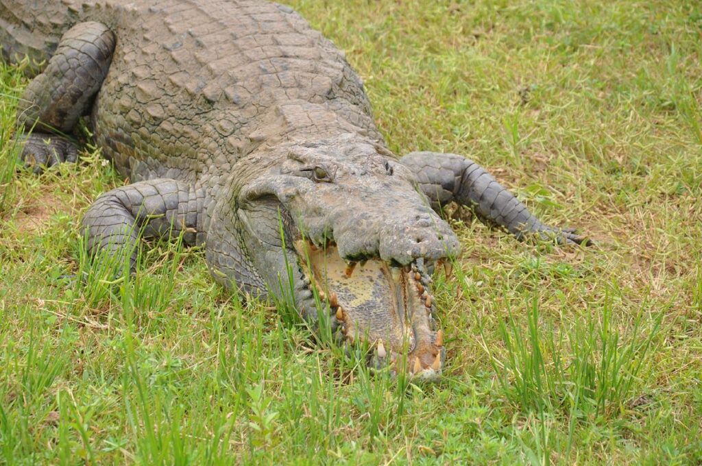 sacred crocodile ponds