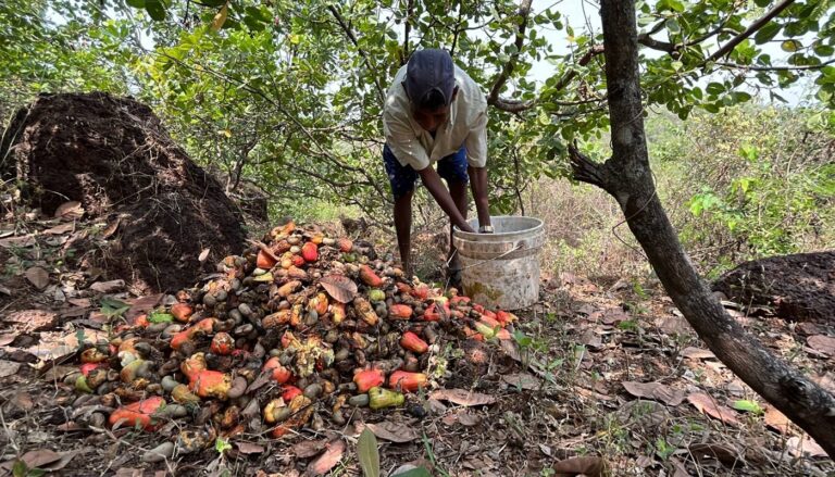 Cashew Farmers Suffer As Local Processing Stagnates Below 6%