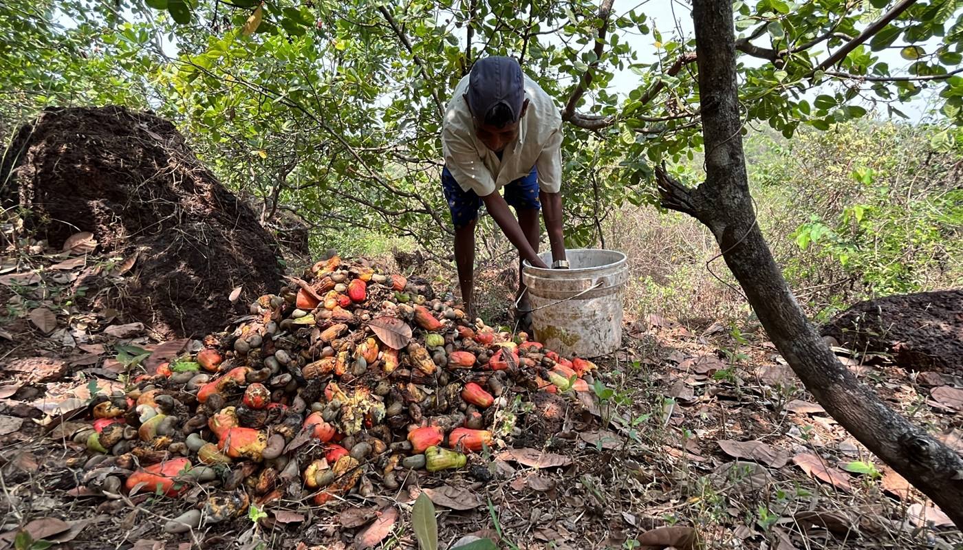 Cashew Farmers Suffer As Local Processing Stagnates Below 6%