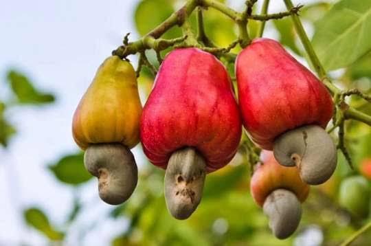 Cashew Farmers Suffer As Local Processing Stagnates Below 6%