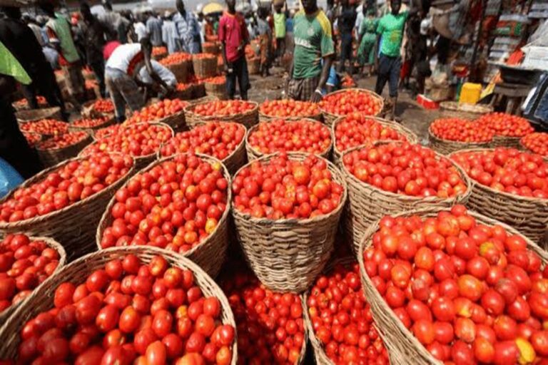 Ghana Spends $168m On Tomato Imports As CSIR Flags High Food Dependency