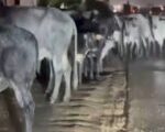 Cattle Spotted on Ghana Motorway at Midnight