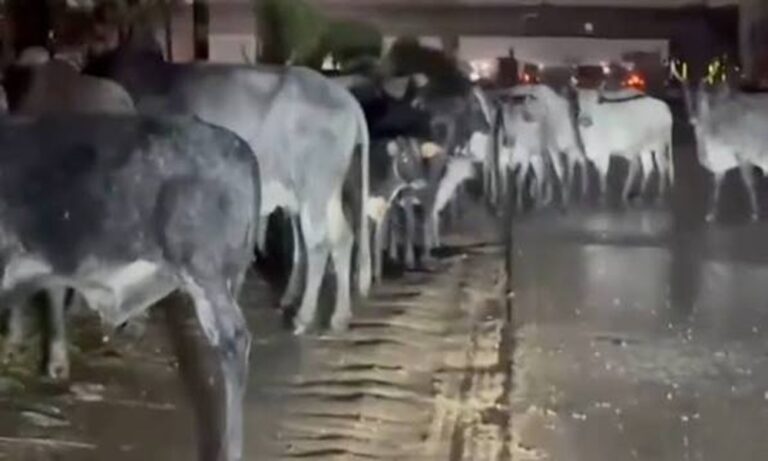 Cattle Spotted on Ghana Motorway at Midnight