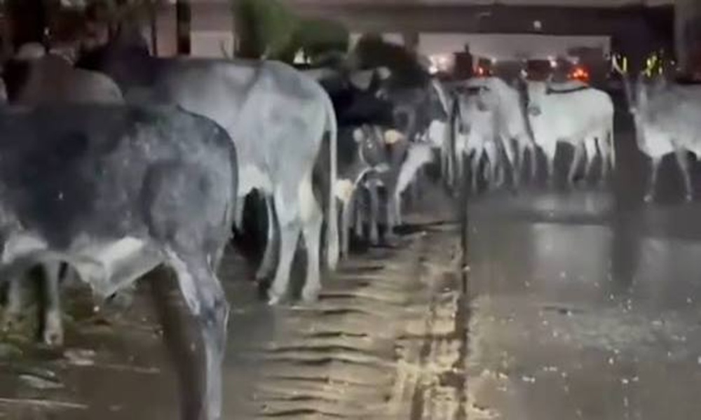 Cattle Spotted on Ghana Motorway at Midnight